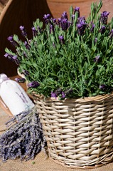 Maigloeckchen_Blumenladen_005