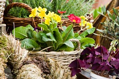 Maigloeckchen_Blumenladen_006