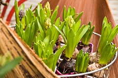 Maigloeckchen_Blumenladen_007