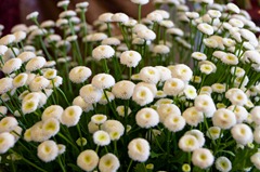 Maigloeckchen_Blumenladen_008