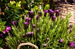 Maigloeckchen_Blumenladen_009