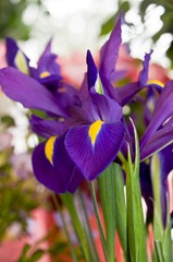 Maigloeckchen_Blumenladen_012