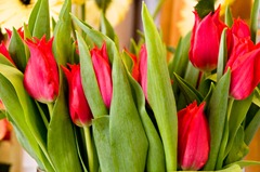 Maigloeckchen_Blumenladen_014