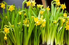 Maigloeckchen_Blumenladen_015