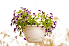 Maigloeckchen_Blumenladen_016